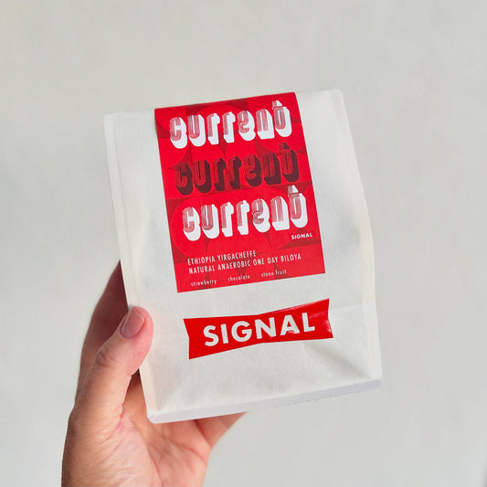 SIGNAL CURRENT - Ethiopia Yirgacheffe Natural Anaerobic One Day Biloya